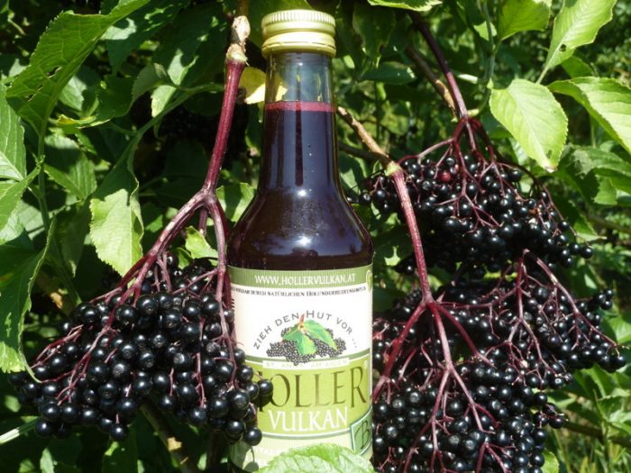 schwarzer-Holunder-black-elderberry-Sambucus-Nigra-Haschberg-Holler Vulkan-HollerVulkan-Produktfoto-P1170850