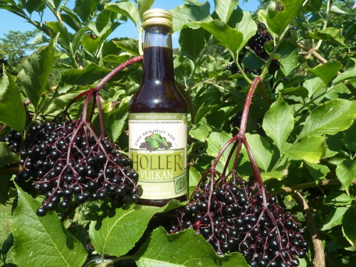schwarzer-Holunder-black-elderberry-Sambucus-Nigra-Haschberg-Holler Vulkan-HollerVulkan-Produktfoto-P1170883