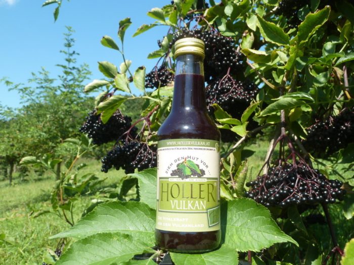 schwarzer-Holunder-black-elderberry-Sambucus-Nigra-Haschberg-Holler Vulkan-HollerVulkan-Produktfoto-P1170903