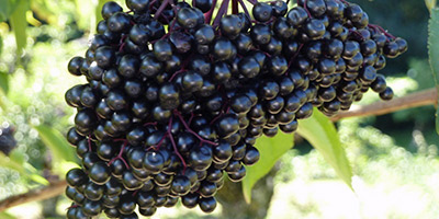reifer-schwarzer-Holunder-black-elderberry-Sambucus-Nigra-Haschberg-August-Wohlkinger-P1000739